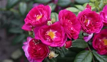 Kletterrose 'Purple Siluetta'