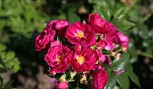 Kletterrose 'Purple Siluetta'
