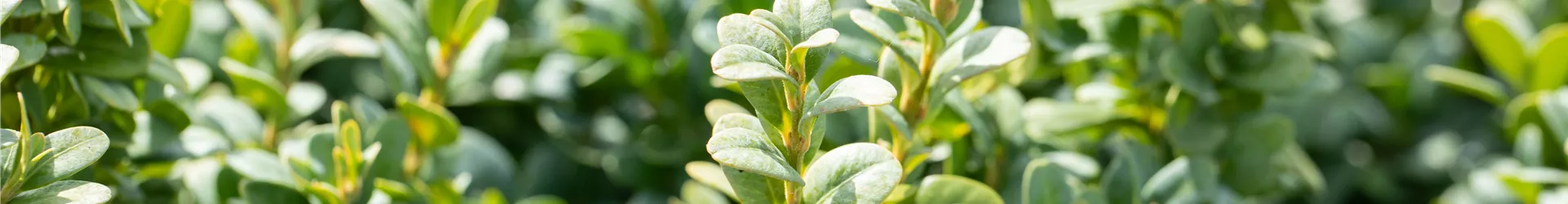 Buxus sempervirens 'Blauer Heinz' Buxus sempervirens 'Blauer Heinz'