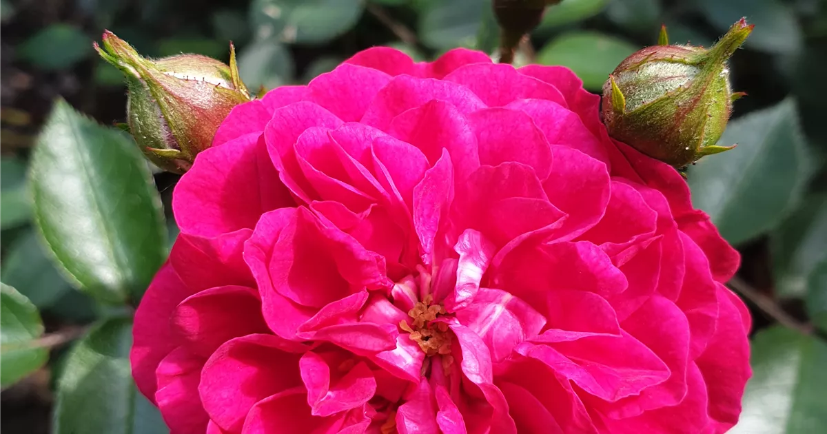 Flower Roxy Roxy