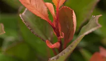 Glanzmispel 'Little Red Robin'