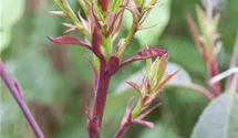 Glanzmispel 'Little Red Robin'