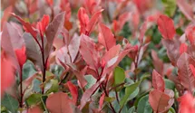 Glanzmispel 'Little Red Robin'