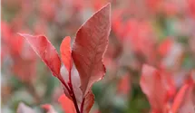 Glanzmispel 'Little Red Robin'