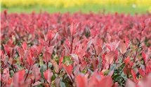 Glanzmispel 'Little Red Robin'