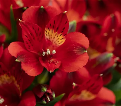 Alstroemeria h. 'Inticancha Doba' Alstroemeria h. 'Inticancha Doba'