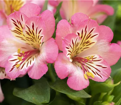 Alstroemeria h. 'Inticancha Sunshine' Alstroemeria h. 'Inticancha Sunshine'