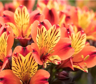 Alstroemeria 'Summer Paradise Indian Summer' Alstroemeria 'Summer Paradise Indian Summer'