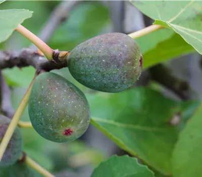 Ficus carica 'Icecrystal' Ficus carica 'Icecrystal'