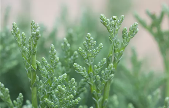 Chamaecyparis lawsoniana 'Minima Glauca'