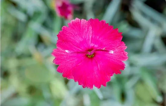 Dianthus gratianopolitanus 'Badenia'