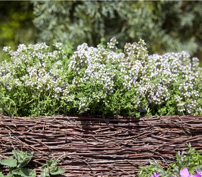 Thymus vulgaris 'Compactus' Thymus vulgaris 'Compactus'