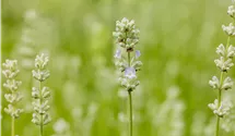 Lavandula angust. 'White Summer'