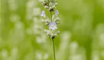 Lavandula angust. 'White Summer'