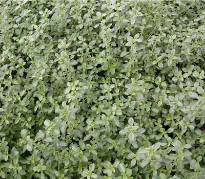 Thymus x citriodorus 'Silver Queen' Thymus x citriodorus 'Silver Queen'