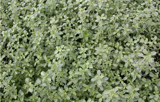 Thymus x citriodorus 'Silver Queen' Thymus x citriodorus 'Silver Queen'