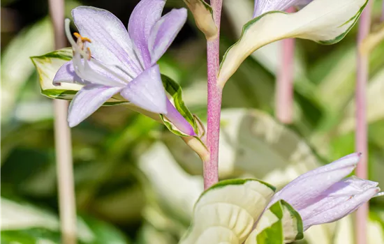 Hosta 'Fire and Ice' Hosta 'Fire and Ice'