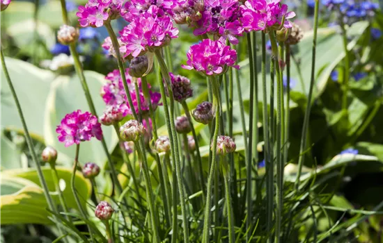 Armeria maritima 'Abbey Deep Rose' Armeria maritima 'Abbey Deep Rose'