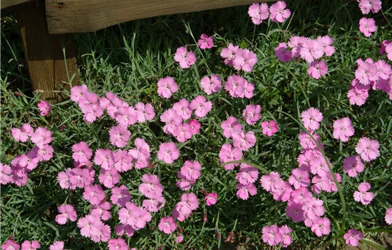 Dianthus gratianop. 'Eydangeri'