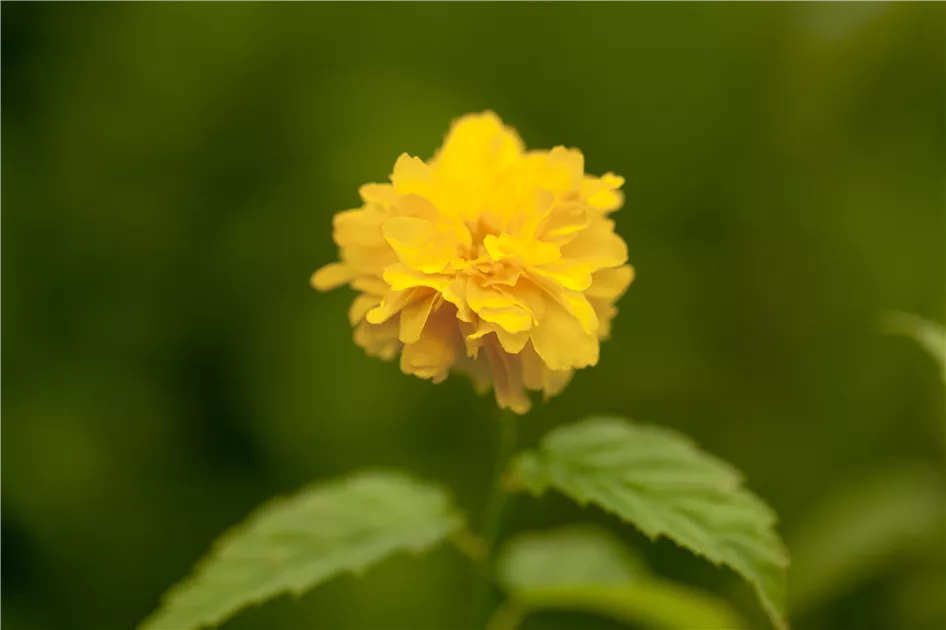 Corète Du Japon 'Pleniflora' - Kerria Japonica En Pot 1.5 Litre - Arbuste à Fleurs Jaunes Printanières