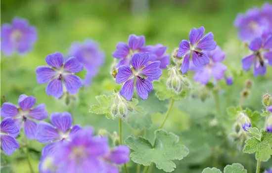 Geranium renard. 'Philippe Vapelle'