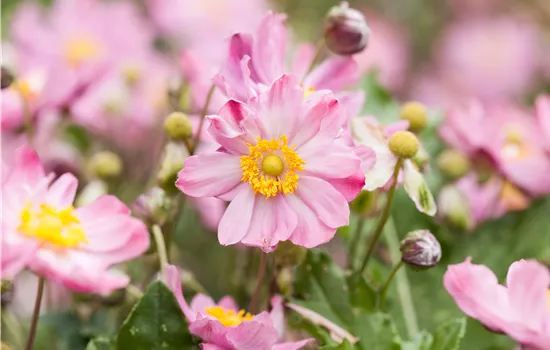 Anemone hybrida 'Königin Charlotte' Anemone hybrida 'Königin Charlotte'