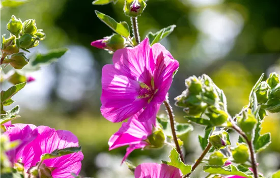 Lavatera 'Burgundy Wine'