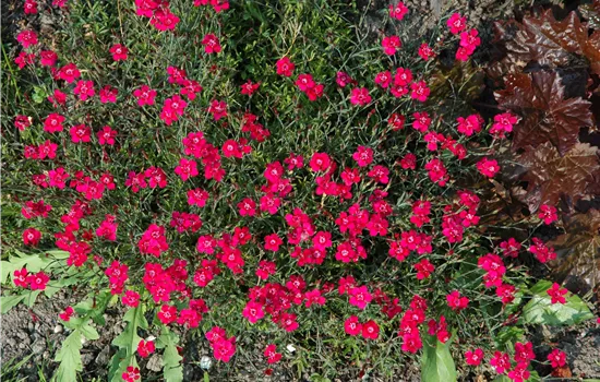 Dianthus gratianopolitanus 'Rubin' Dianthus gratianopolitanus 'Rubin'