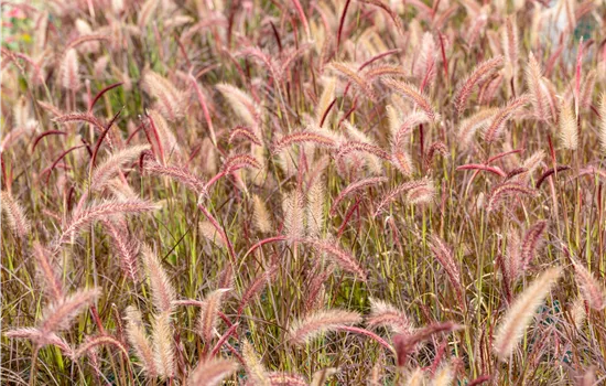 Pennisetum advena 'Rubrum'