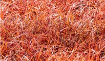 Uncinia rouge 'Everflame'