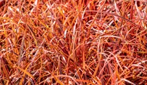 Uncinia rouge 'Everflame'