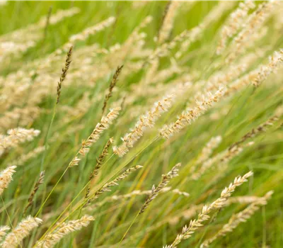 Bouteloua gracilis Bouteloua gracilis