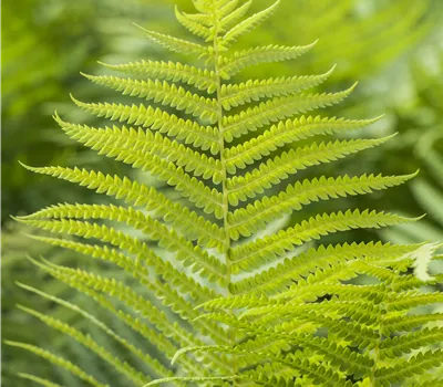 Polystichum aculeatum Polystichum aculeatum