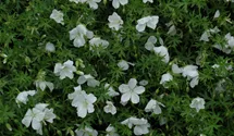 Storchenschnabel/Géranium viva/sonn