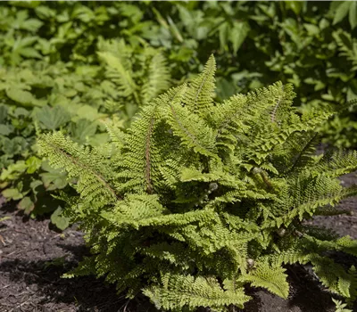 Polystichum set. 'Plumosum Densum' Polystichum set. 'Plumosum Densum'