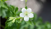 Storchenschnabel/Géranium viva/sonn