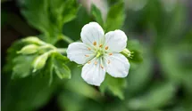Storchenschnabel/Géranium viva/sonn