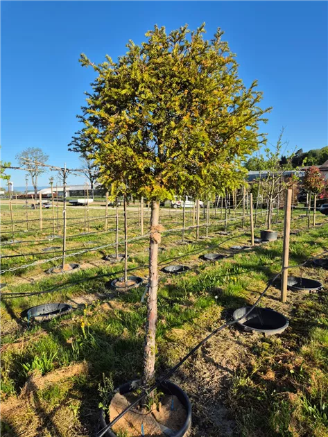Taxus baccata