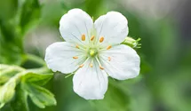 Storchenschnabel/Géranium viva/sonn