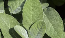 Garten-Salbei 'Berggarten'