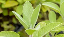 Garten-Salbei 'Berggarten'