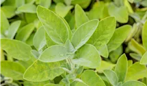 Garten-Salbei 'Berggarten'