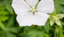 Storchenschnabel/Géranium viva/sonn