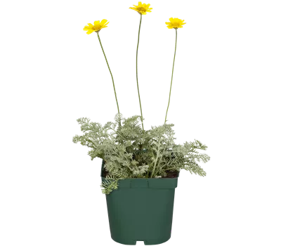Anthemis tinctoria