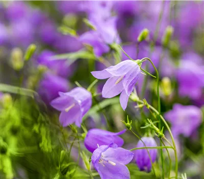 Campanula rotundifolia