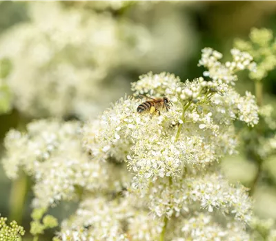 Filipendula vulgaris