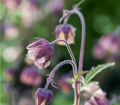 Geum rivale Geum rivale