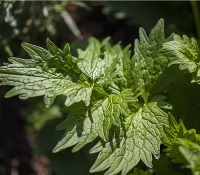 Valeriana officinalis Valeriana officinalis