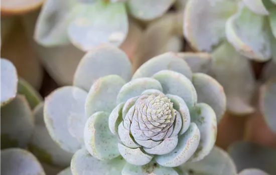 Orostachys chinensis 'Narrenkappe'