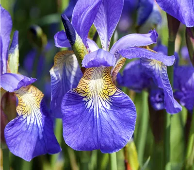 Iris sibirica Iris sibirica